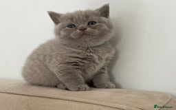 British Shorthair cats for sale: Lilac British Short hair female kitten  - Image 7