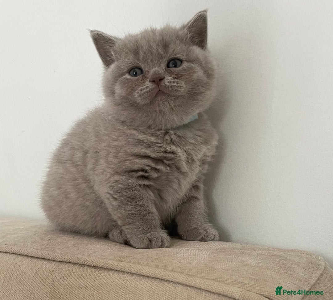 British Shorthair cats for sale: Lilac British Short hair female kitten  - Image 7
