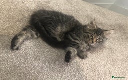 Mixed Breed cats for sale: Gorgeous Tabby Girl Kittens Ready  - Image 1