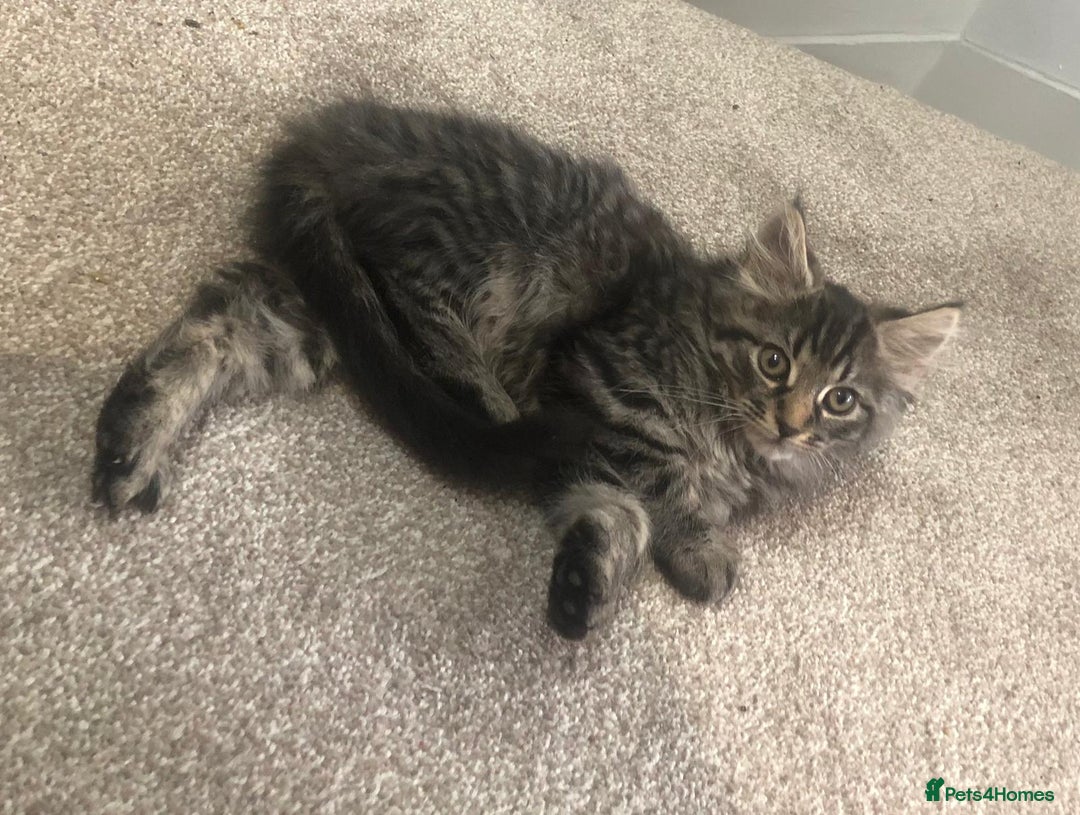 Mixed Breed cats for sale: Gorgeous Tabby Girl Kittens Ready  - Image 1