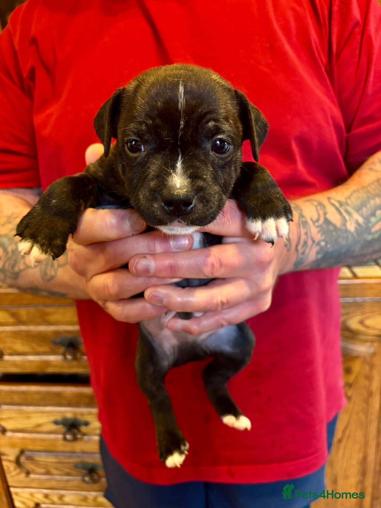 Staffordshire Bull Terrier dogs Beautiful strong puppies  - Advert 2