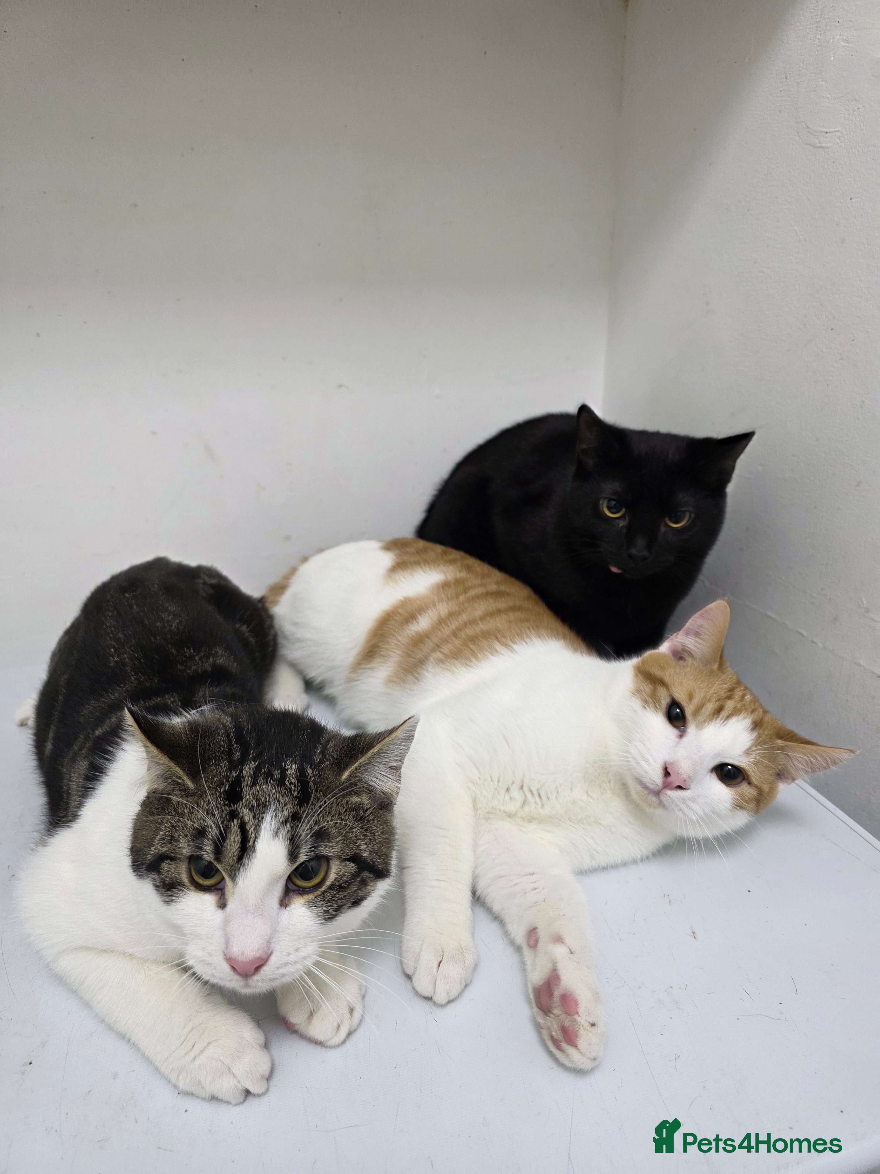 Mixed Breed cats Cats  - Advert 1