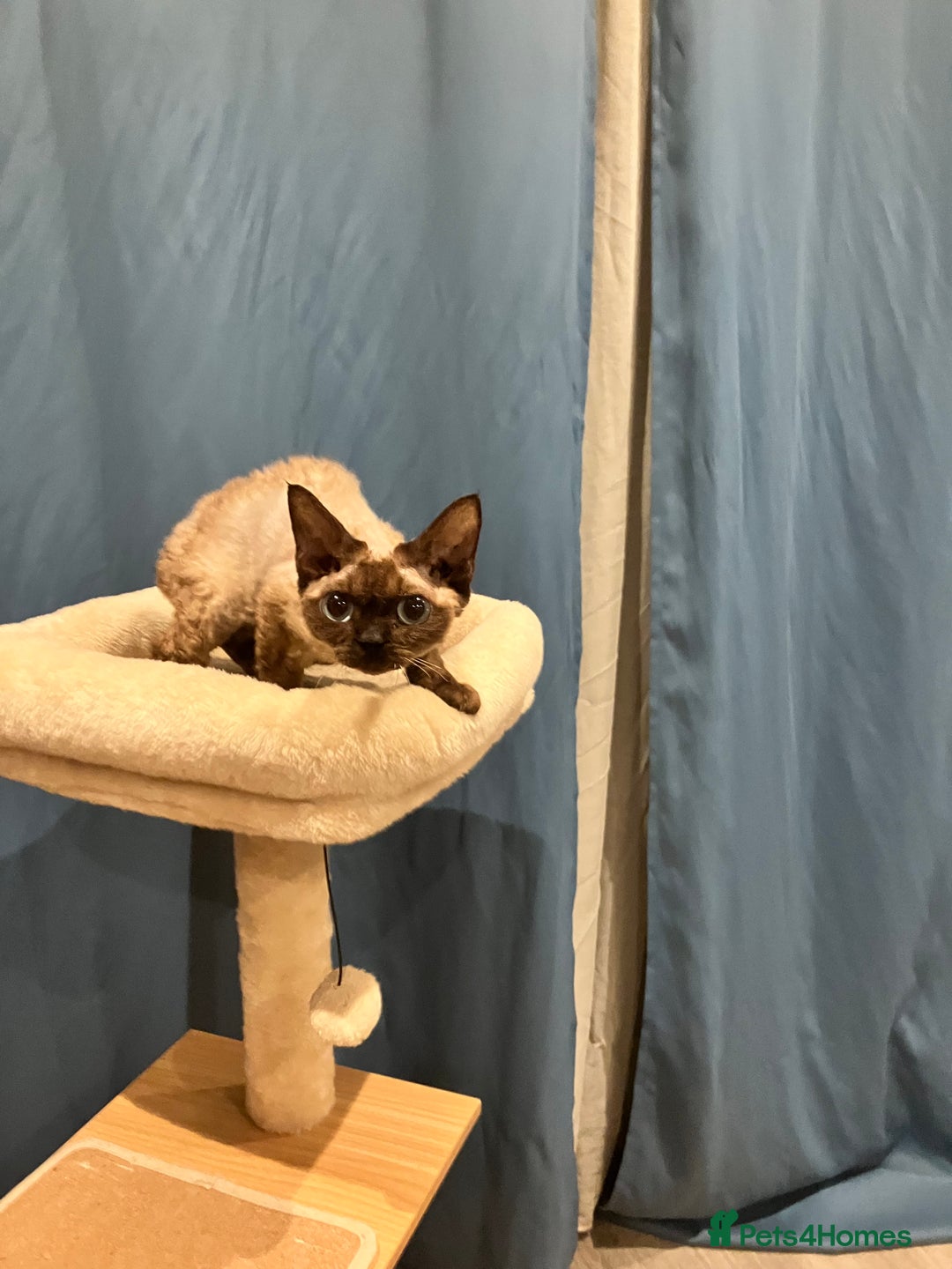 Devon Rex cats for sale: GCCF Registered Young Adult Females - Advert 5