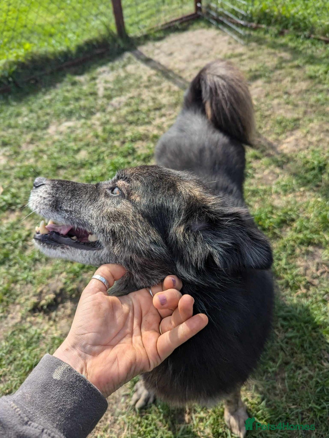 Mixed Breed dogs for adoption: 🎀Freya🎀 needs her forever home!  - Image 4