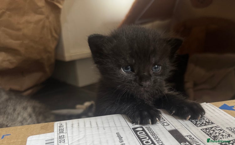 Mixed Breed cats - Advert 5