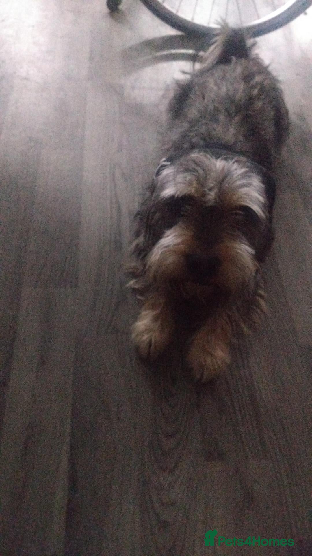 Mixed Breed dogs for sale: Puppy for sale - Advert 5