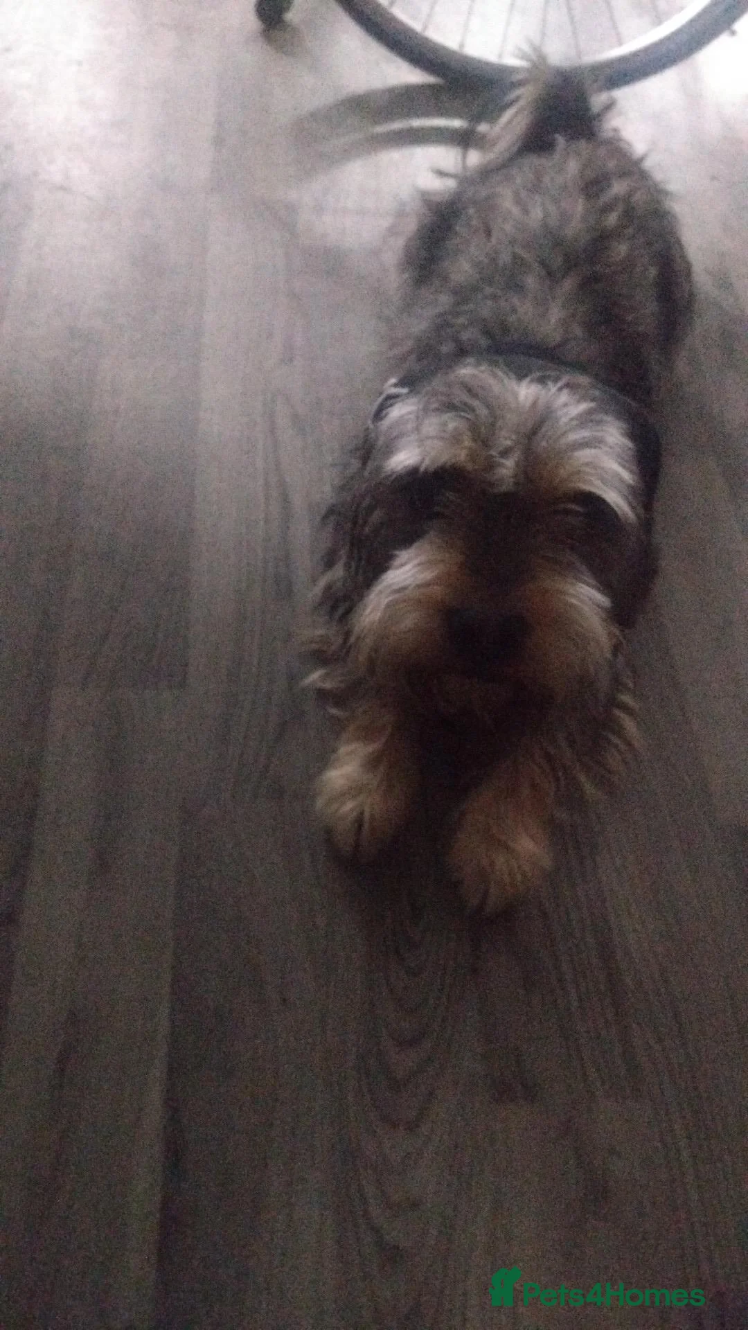 Mixed Breed dogs for sale: Puppy for sale in Nottingham - Advert 1