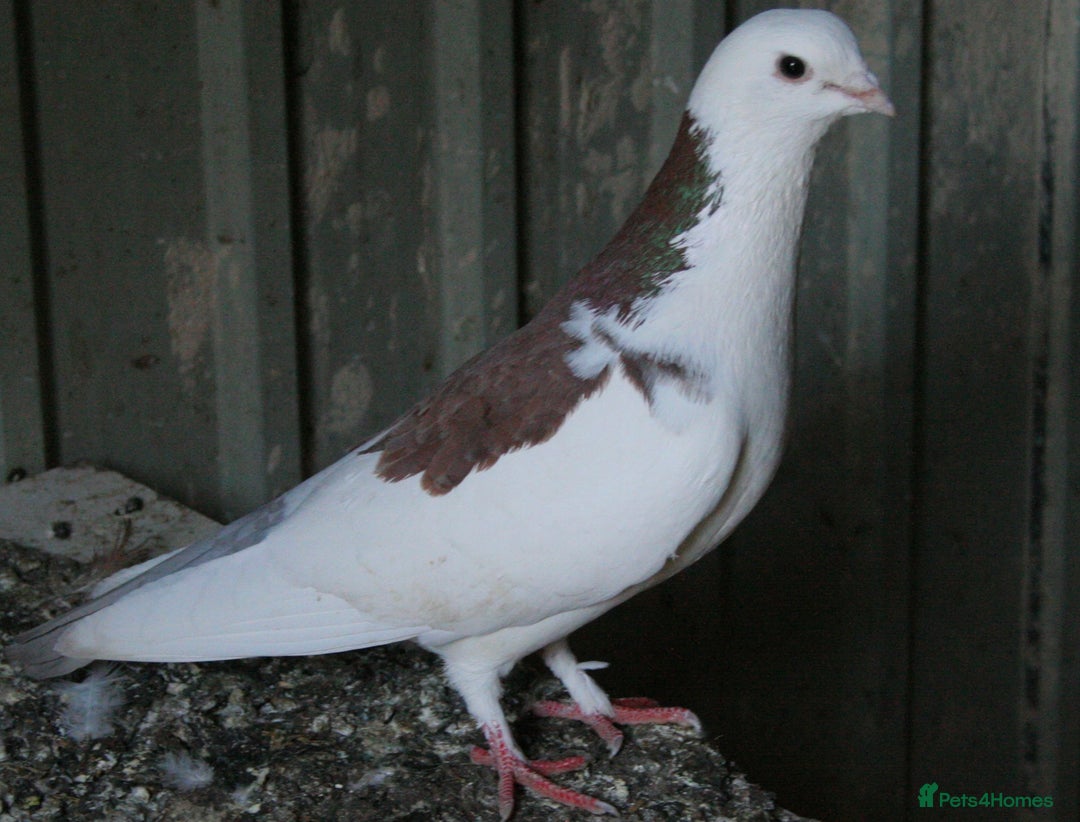 Mixed Breed poultry for sale: Lots of mixed pigeons for sale - Image 4