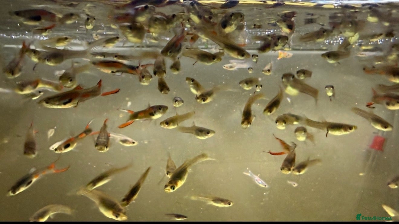Live Bearers fish ENDLER GUPPIES - Advert 7