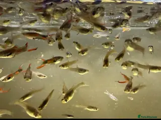 Live Bearers fish ENDLER GUPPIES - Advert 9