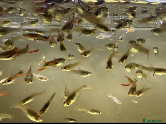 Live Bearers fish ENDLER GUPPIES - Advert 5