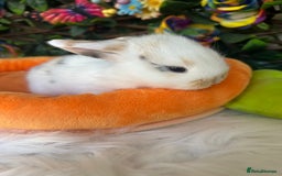 Mini Lop rabbits for sale: Pure Breed Mini lops  - Image 31