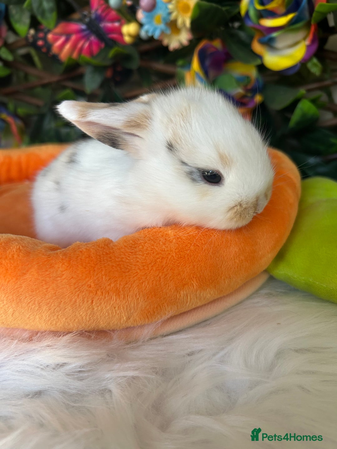 Mini Lop rabbits for sale: Pure Breed Mini lops  - Image 31