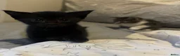 Mixed Breed cats for sale: Kittens for sale - Advert 4