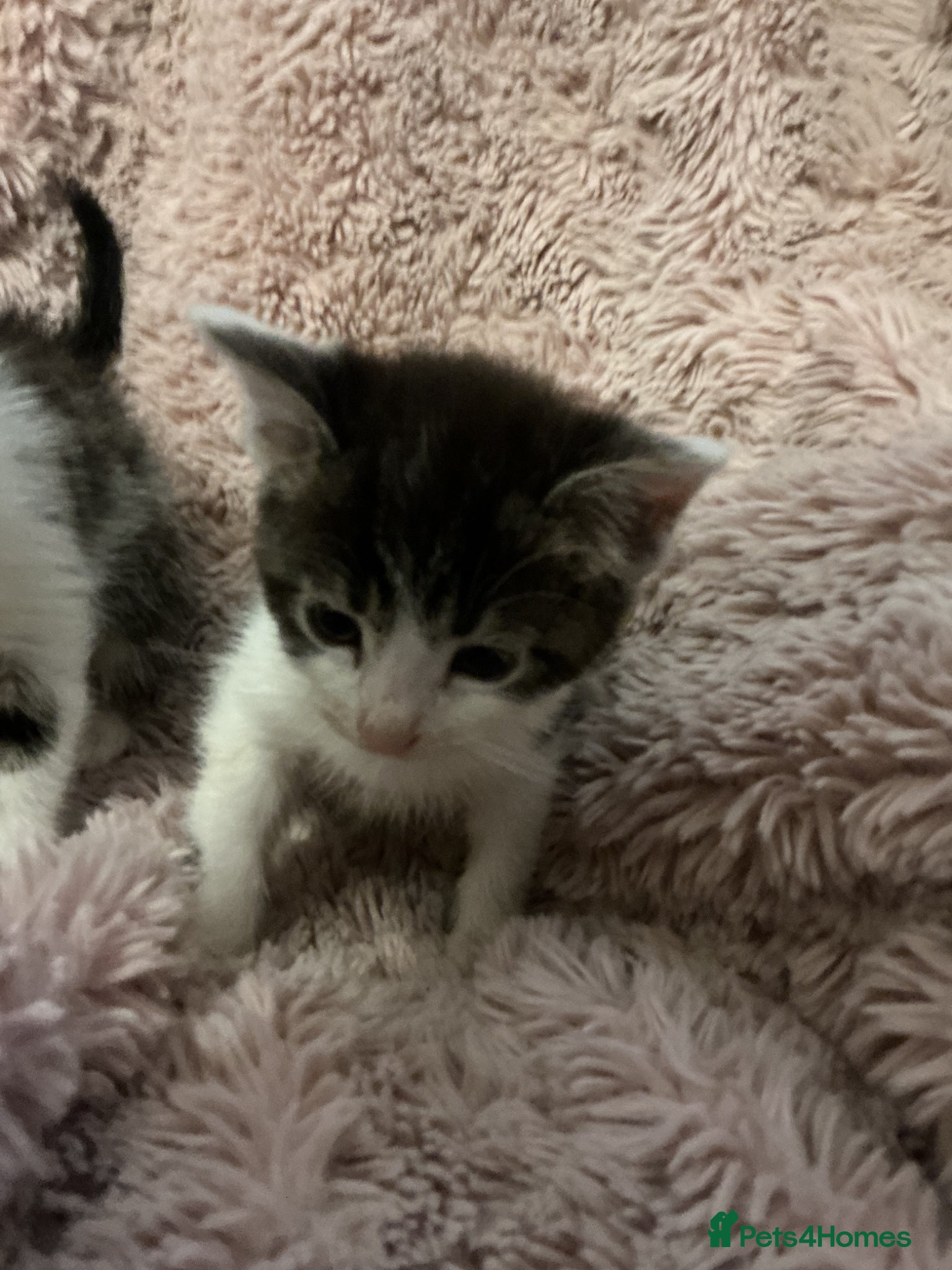 Bengal cats for sale: Beautiful kittens ready for 5* homes - Advert 18