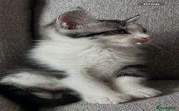 Maine Coon cats for sale: 3/4 mainecoon kittens polydactyl  - Image 18