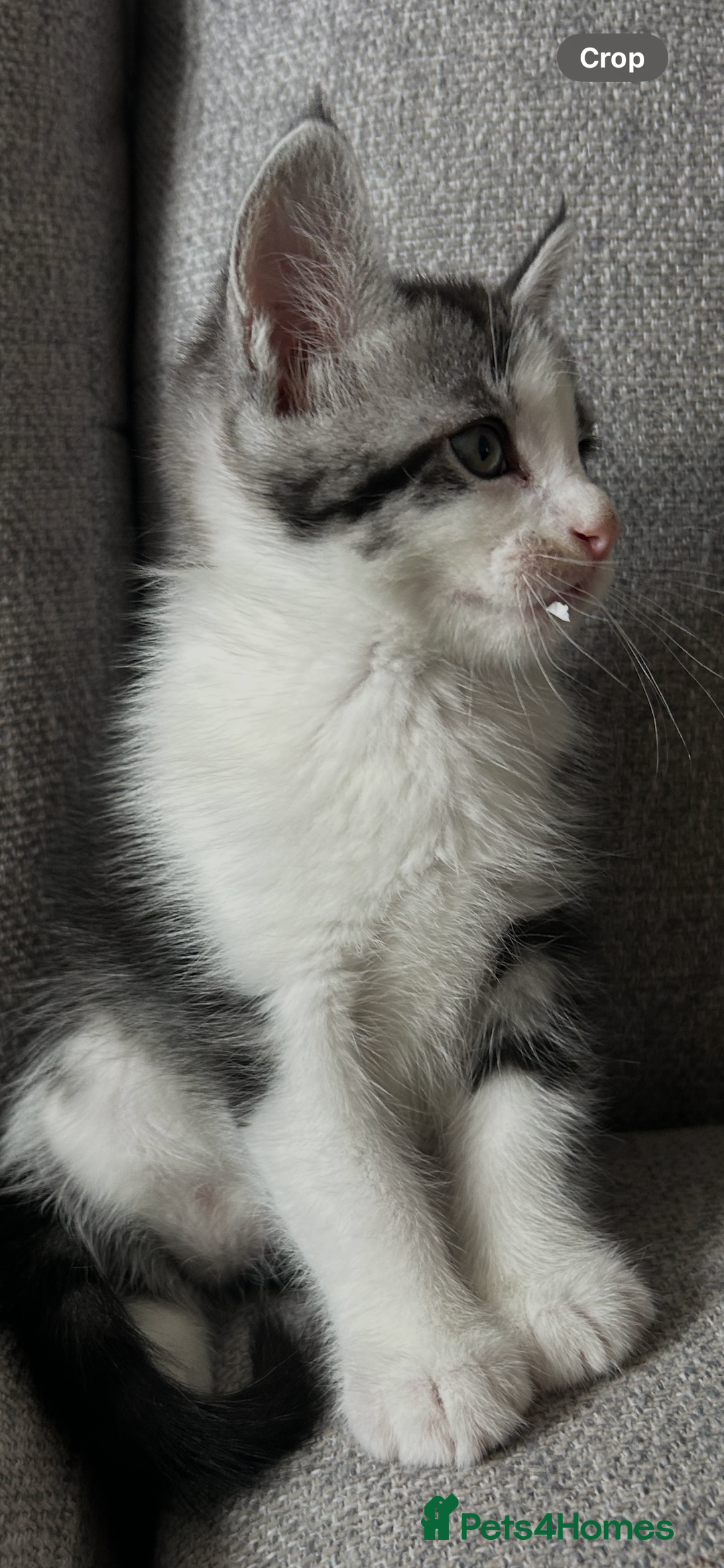 Maine Coon cats for sale: 3/4 mainecoon kittens polydactyl  - Image 18