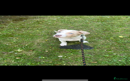 American Bulldog dogs for sale: Beautiful American bulldog boy pup - Image 2