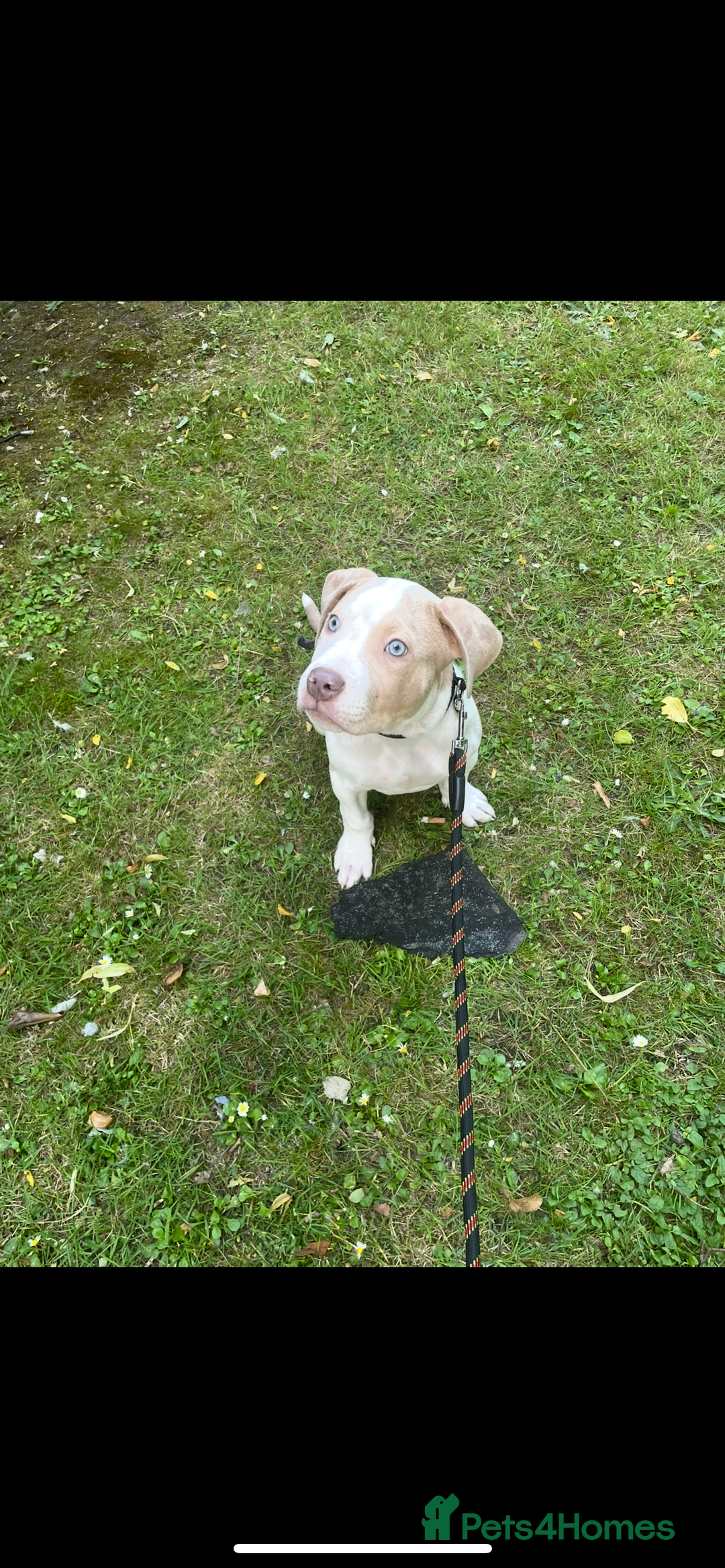 American Bulldog dogs for sale: Beautiful American bulldog boy pup - Image 2