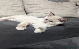 Ragdoll cats for sale: Ragdoll kitten  - Advert 7