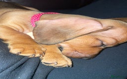 Dachshund dogs for sale: 9 week old dachshund  - Image 5