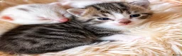 Turkish Angora cats for sale: Four Adorable Kittens!  - Advert 9