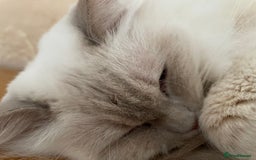 Ragdoll cats for sale: Ready to retire  - Image 11