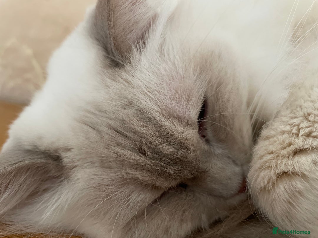 Ragdoll cats for sale: Ready to retire  - Image 11