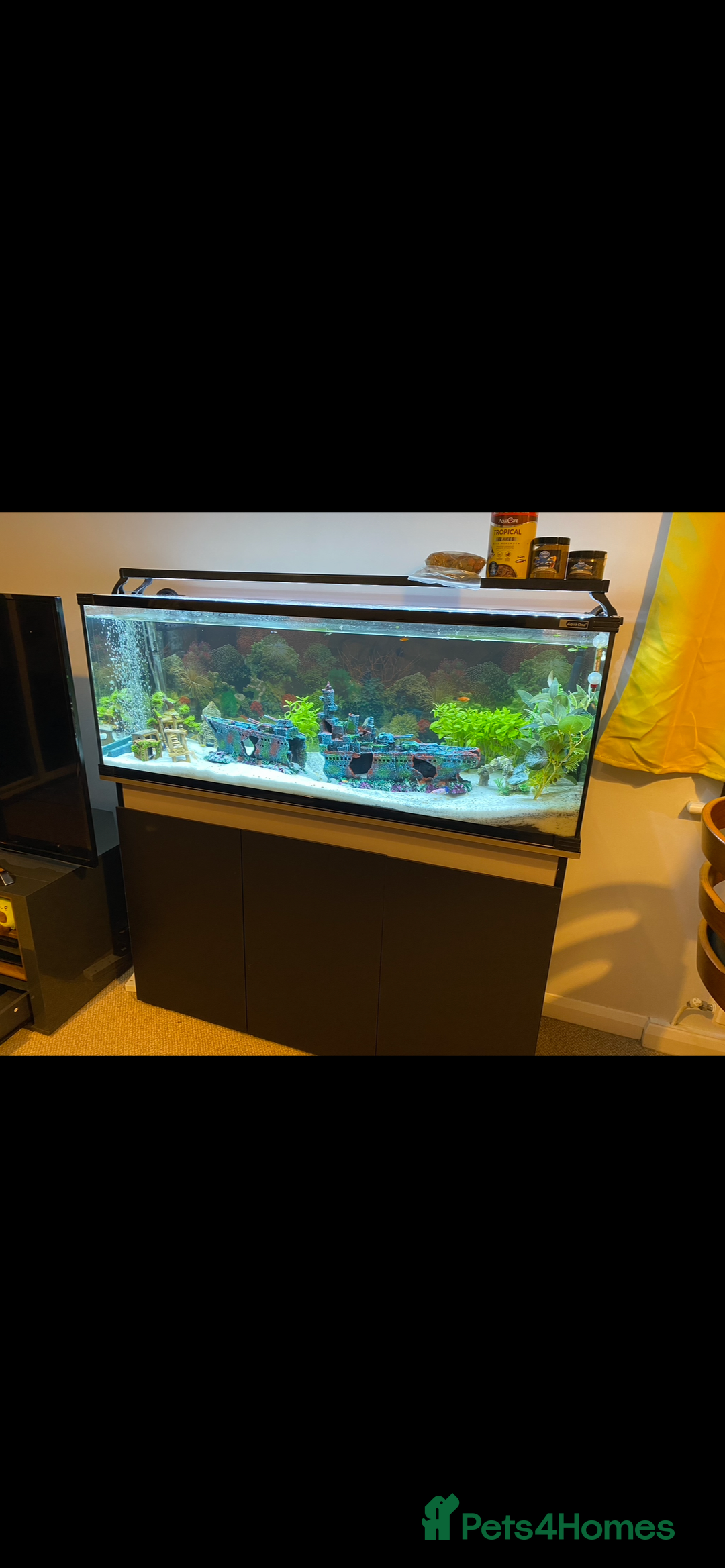 Plecos fish for sale: Watermelon Pleco  🍉 talking catfish and fish tank - Image 5