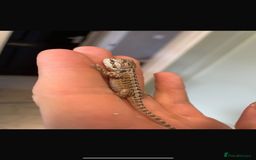 Bearded Dragon reptiles for sale: Baby bearded Dragons  - Image 2
