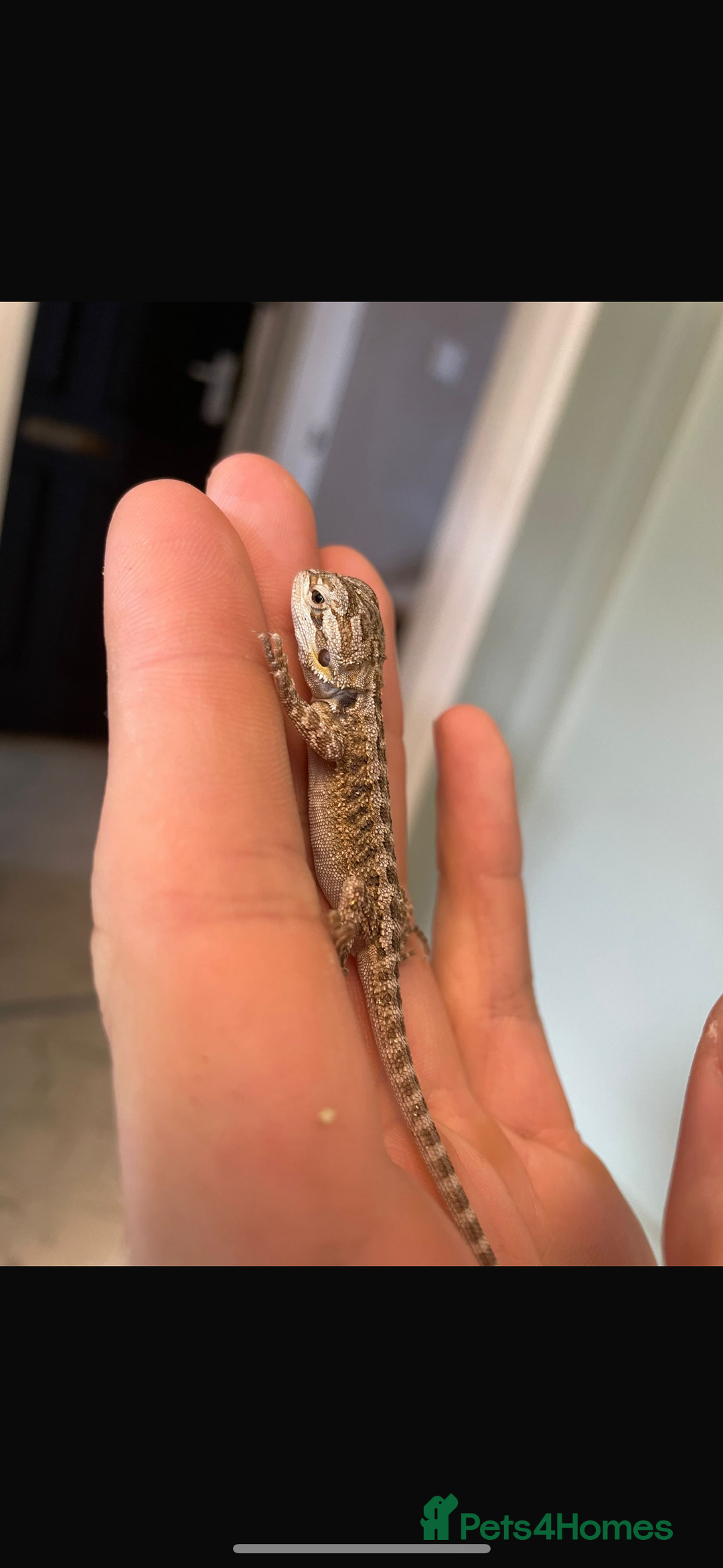 Bearded Dragon reptiles for sale: Baby bearded Dragons  - Image 2