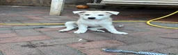 Mixed Breed dogs for sale: White Swiss shepherd cross wolf dog - Advert 9