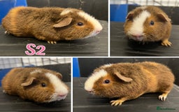 Guinea Pig rodents for sale: Bonded Lunkarya Guinea Pig boars  - Image 6