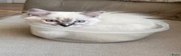 Ragdoll cats for sale: Stunning Ragdoll kittens - READY TO LEAVE NOW!! - Advert 16