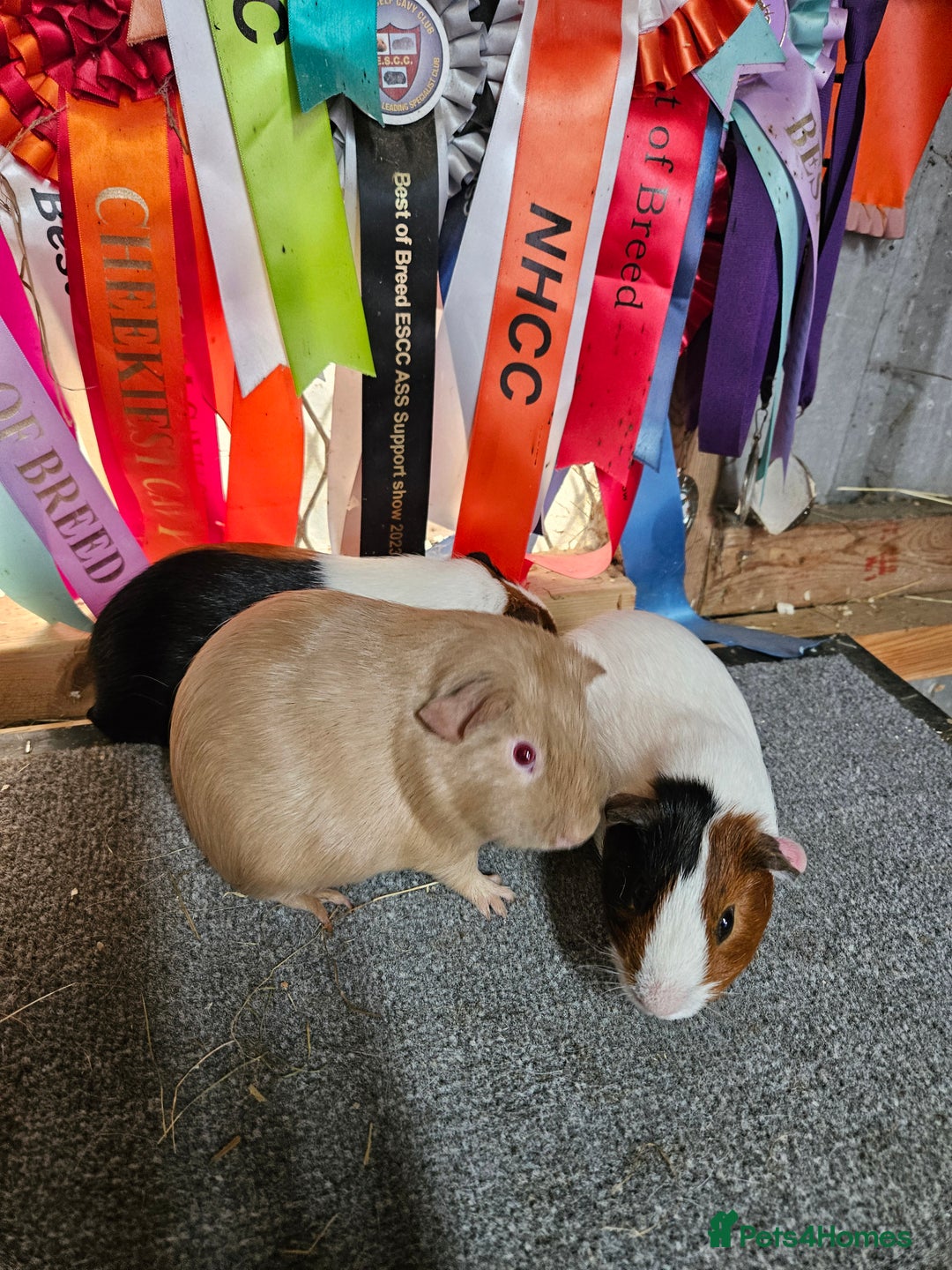 Guinea Pig rodents for sale: Baby boy guinea pigs £40 pair - Image 4