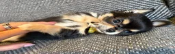 Chihuahua dogs for sale: 1 TINY KC REG boy ready to go to new home now - Advert 8
