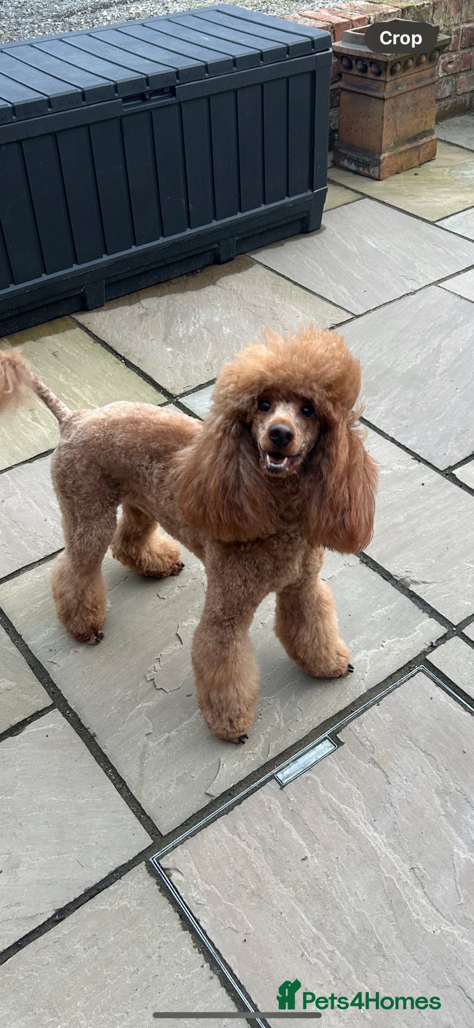 Miniature Poodle dogs STUD Dark Red Miniature Poodle - Advert 9