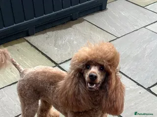 Miniature Poodle dogs STUD Dark Red Miniature Poodle - Advert 9