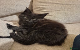 Maine Coon cats for sale: HUGE REDUCTION LAST MAINE COON KITTENS - Advert 11