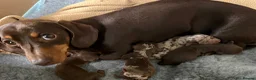 Miniature Dachshund dogs for sale: 3 smooth-haired miniature dachshunds in Coulsdon - Advert 8