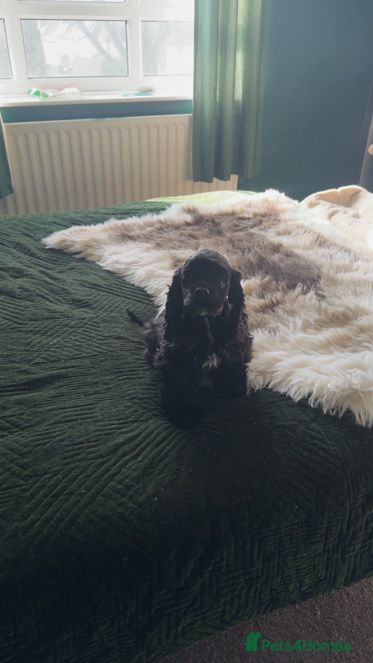 American Cocker Spaniel dogs KC reg American cocker girl  - Advert 7