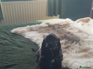 American Cocker Spaniel dogs KC reg American cocker girl - Advert 7