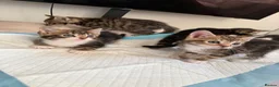 Mixed Breed cats for sale:  Kittens Looking for Loving Homes  - Advert 8