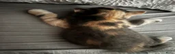 British Shorthair cats for sale: British Shorthair kittens, registered  - Advert 24