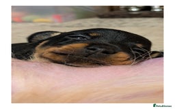 Mixed Breed dogs for sale: Pomchi x Dachshund 3 females  - Advert 4