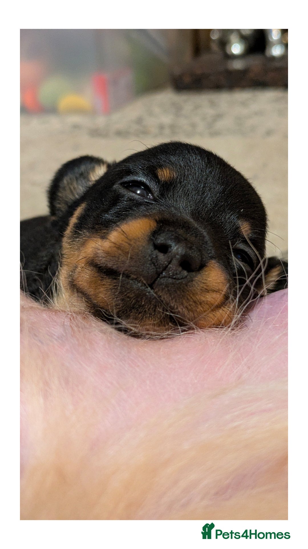 Mixed Breed dogs for sale: Pomchi x Dachshund 3 females  - Advert 4