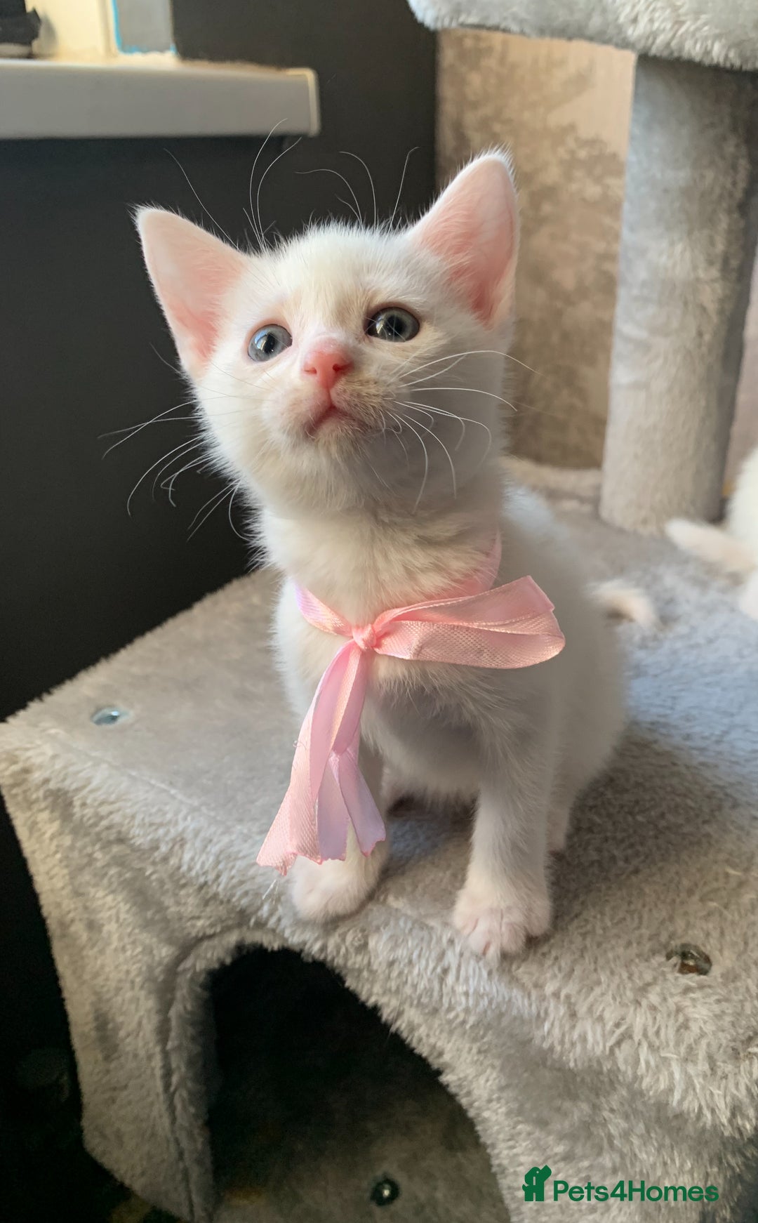 Mixed Breed cats for sale: Beautiful Mixed Angora Kittens - Advert 2