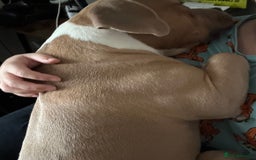 Mixed Breed dogs for sale: Re homing 10 month pocket bully - Image 4