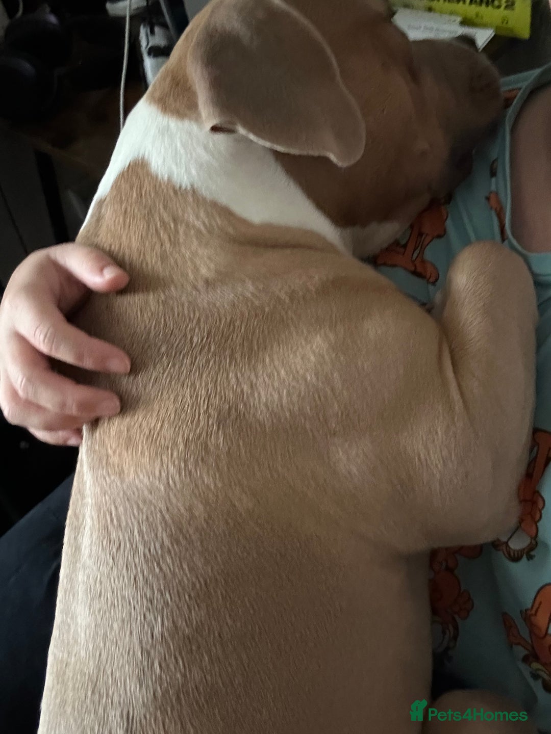 Mixed Breed dogs for sale: Re homing 10 month pocket bully - Image 4