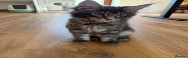 Boy-Red (Blue Tabby) 